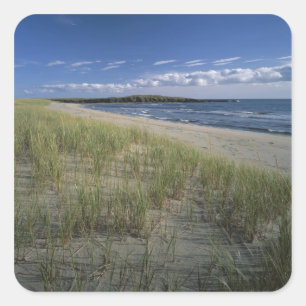 J.T. Chessman Provincial Park, Dune grass Square Sticker