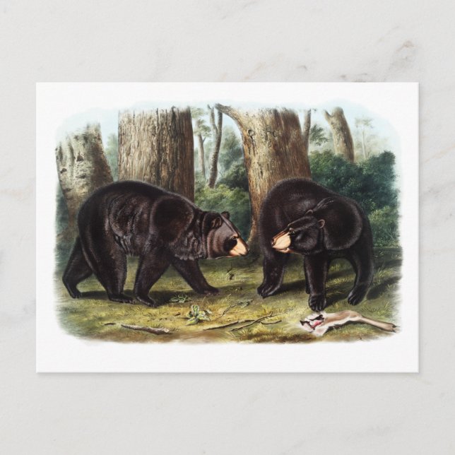 J.W. Audubon - Ursus Americanus Black Bear Postcard (Front)