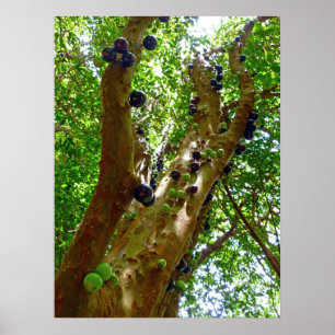 Jaboticaba Tree Poster