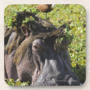 Jacana standing on hippo's (Hippopotamus Coaster
