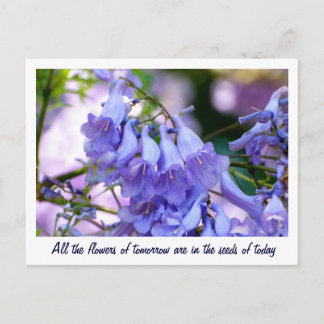 Jacaranda Blossoms Postcard