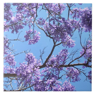 Jacaranda Blossoms Tile