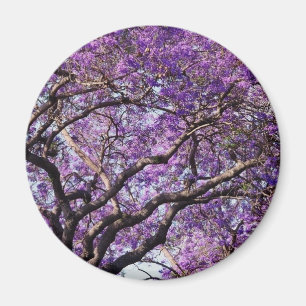 Jacaranda tree in spring bloom flowers magnet