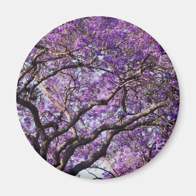 Jacaranda tree in spring bloom flowers magnet (Front)