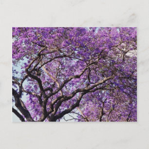 Jacaranda tree in spring bloom flowers postcard