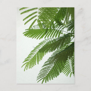 Jacaranda Tree Leaves Postcard