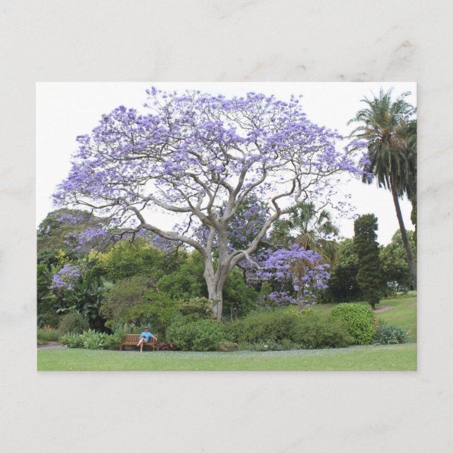 Jacaranda Tree Postcard (Front)