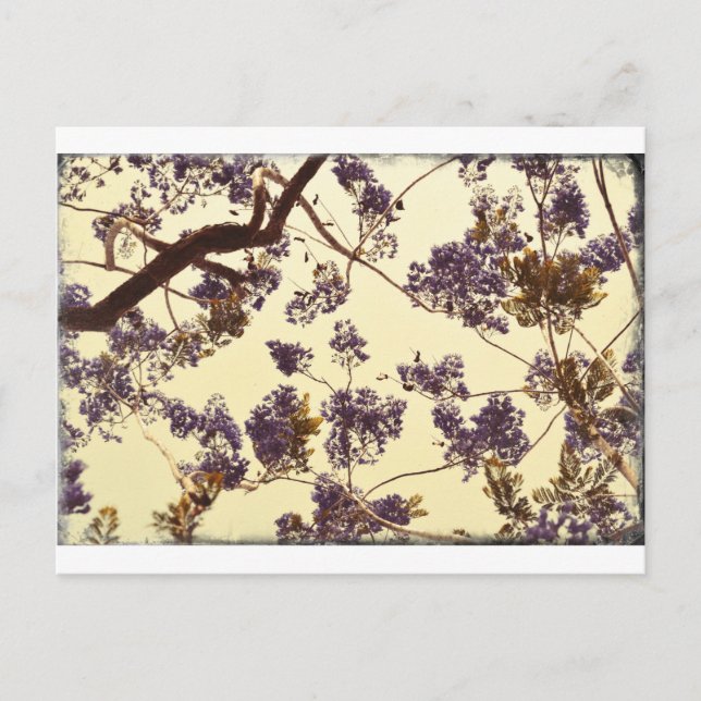 Jacaranda Vintage Postcard (Front)