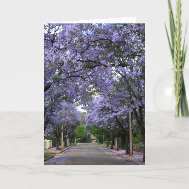 Jacarandas Greeting Card (Front)