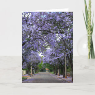 Jacarandas Greeting Card
