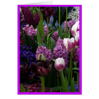 Jacinthes pourpres de tulipe