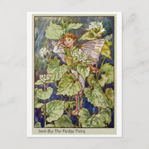Jack-By-The-Hedge Fairy Postcard