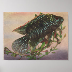 Jack Dempsey - Archocentrus octofasciatus P/folio Poster