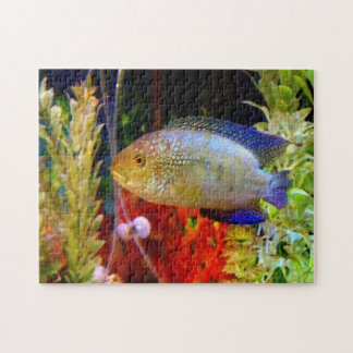 Jack Dempsey Cichlid Puzzle