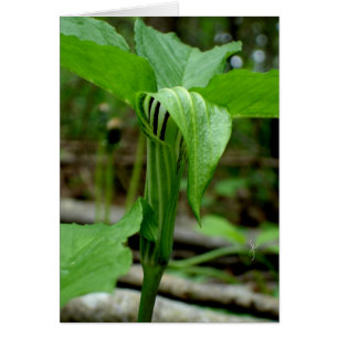 Jack-in-the-pulpit