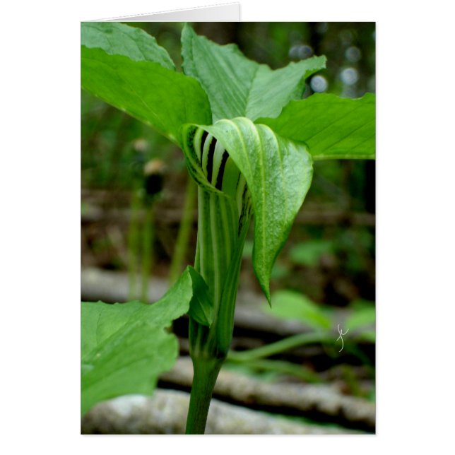 Jack-in-the-pulpit (Front)