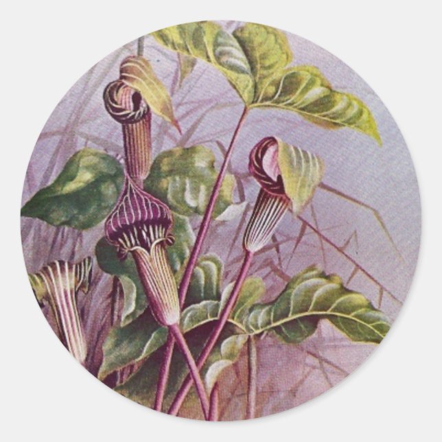 Jack-in-the-Pulpit Botanical Flower Round Sticker (Front)