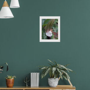 Jack-in-the-Pulpit Floral Poster