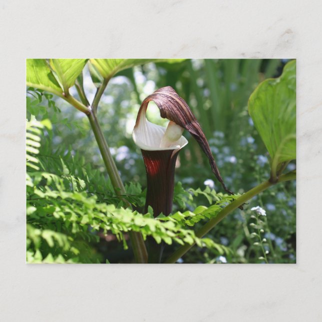 Jack In The Pulpit Flower Photography Postcard (Front)