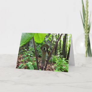 Jack-in-the-pulpit Greeting Card, Blank Inside Card