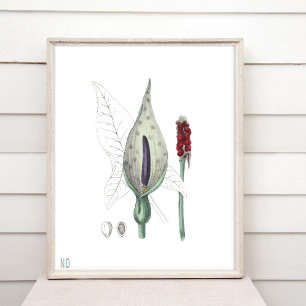 Jack in the Pulpit Indian Turnip Wildflower Poster