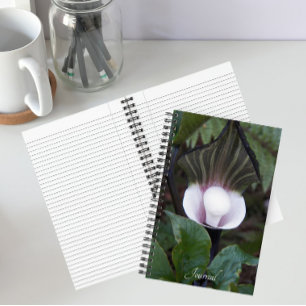Jack-in-the-Pulpit Plant Botanical Notebook