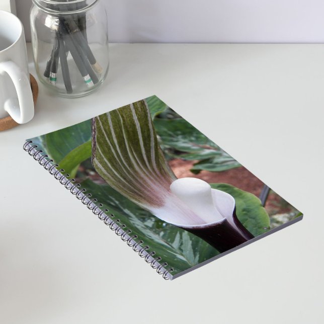 Jack-in-the-Pulpit Plant Floral Notebook (In Situ)