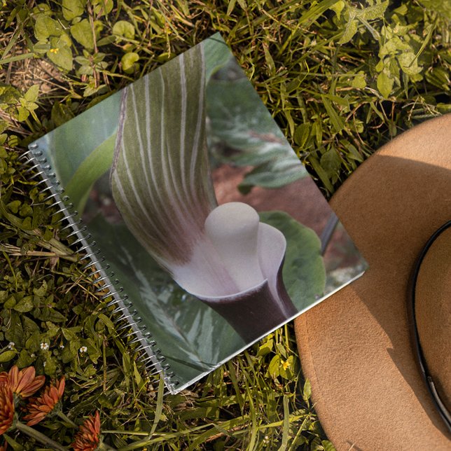 Jack-in-the-Pulpit Plant Floral Notebook (In Situ)