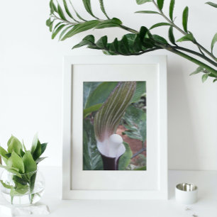 Jack-in-the-Pulpit Plant Floral Photo Print