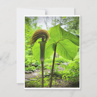 Jack-In-The-Pulpit Postcard