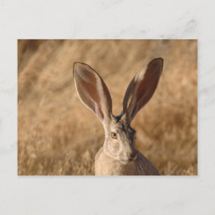 Jack lapin avec grande oreille carte postale photo