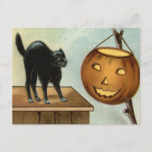 Jack O' Lantern Black Cat Pumpkin Postcard