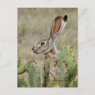 Jack Rabbit - Cactus - 2 - 2009 Postcard