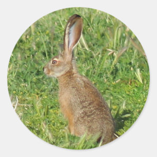 Jack Rabbit stickers