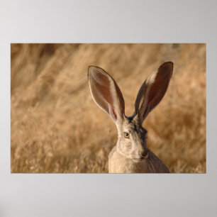 Jack rabbit with large ears photo poster print