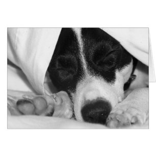 Jack Russel / Rat terrier mélange de couvertures