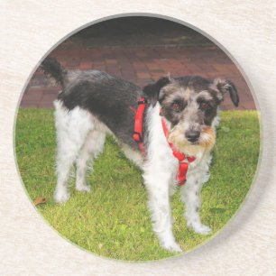 jack russel terrier coaster