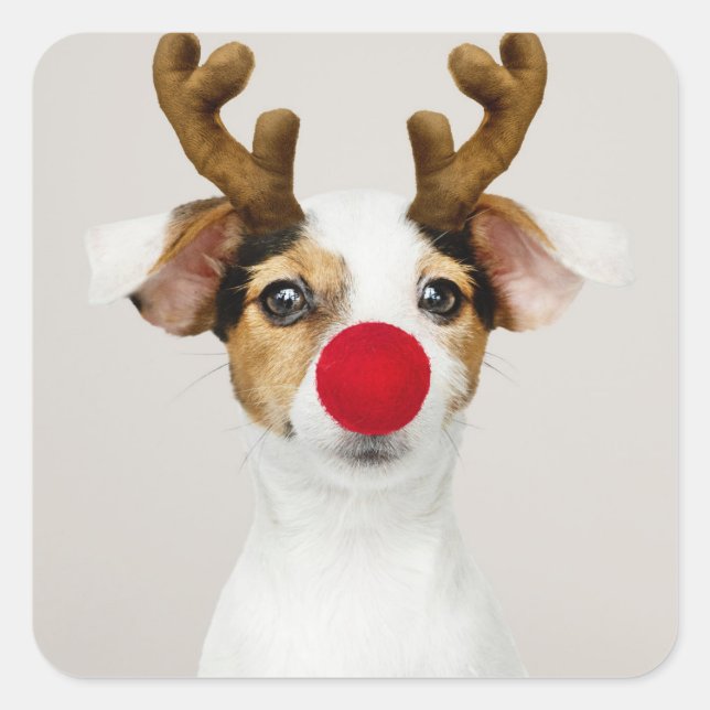 JACK RUSSEL TERRIER EN TANT QUE STICKER DE RÉINDEU (Devant)