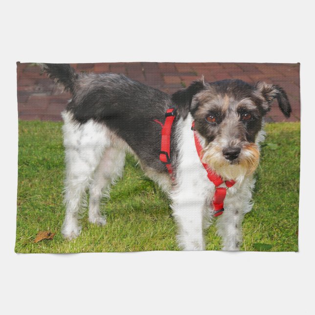 jack russel terrier kitchen towel (Horizontal)