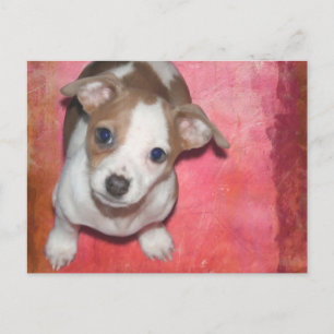 Jack Russel Terrier Puppy on Pink Postcard