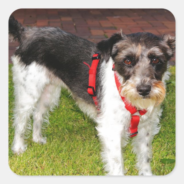 jack russel terrier square sticker (Front)