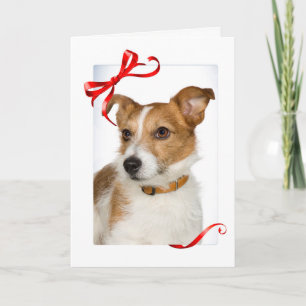 Jack Russell Christmas Card