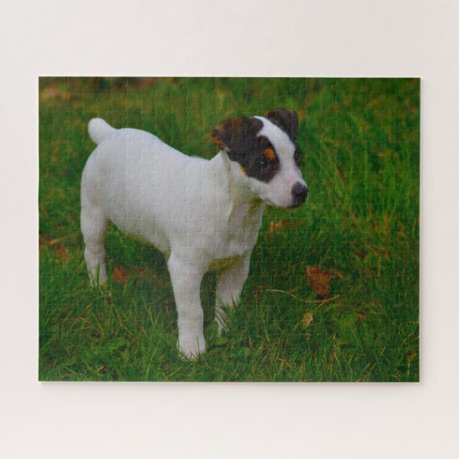 Jack Russell Dog. Jigsaw Puzzle (Horizontal)