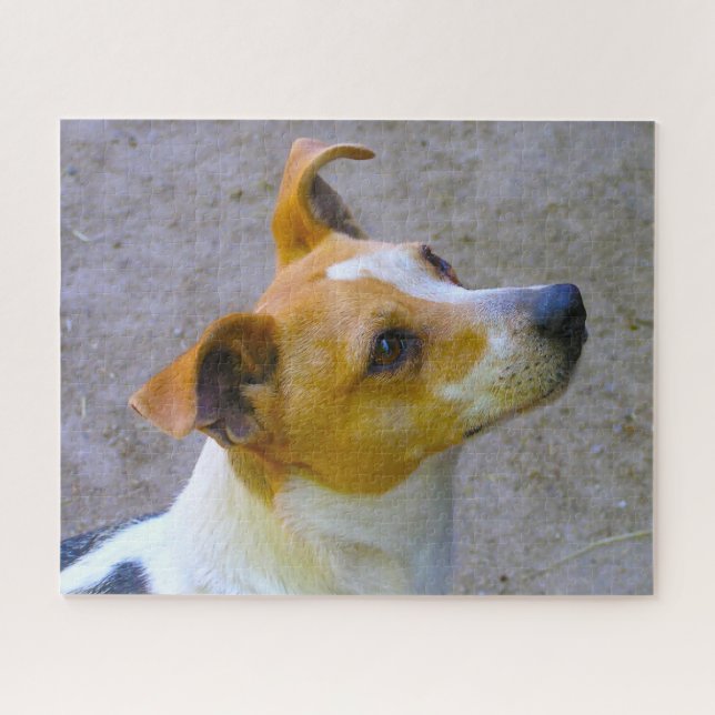 Jack Russell Dog. Jigsaw Puzzle (Horizontal)