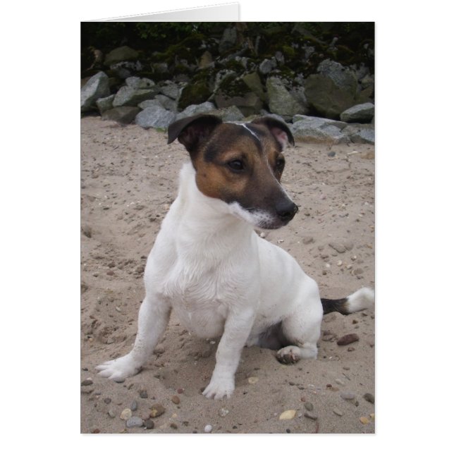 Jack Russell klein Hund (Devant)