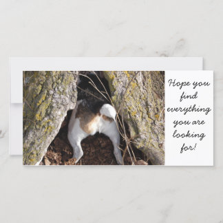 Jack Russell Note Cards