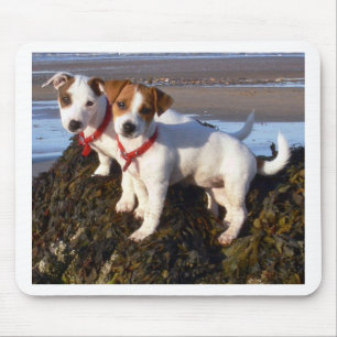 Jack Russell Puppies Mouse Pad