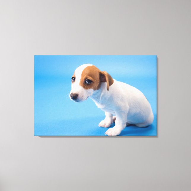 Jack Russell Puppy Canvas Print (Front)
