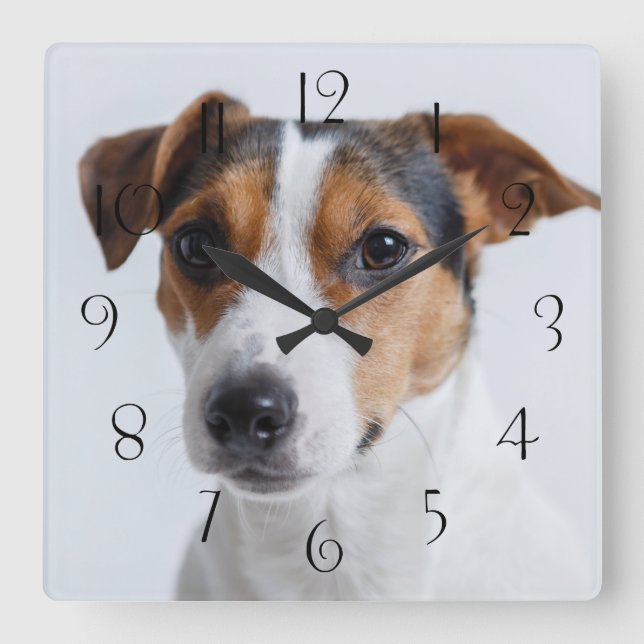 Jack russell terrer square wall clock (Front)