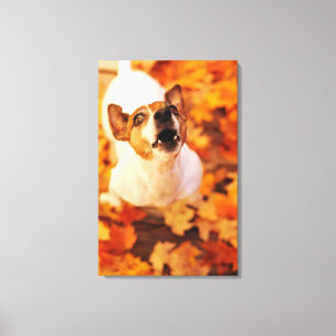 Jack Russell Terrier barking and jumping, Autumn Canvas Print
